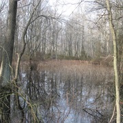 Pigeon Swamp State Park, New Jersey
