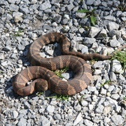 Northern Water Snake