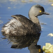 Least Grebe