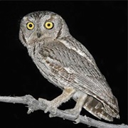 Western Screech-Owl