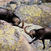 Sierra De Gredos, Spain