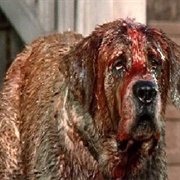 Cujo