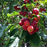 Taiwan Crabapple (Malus Doumeri)
