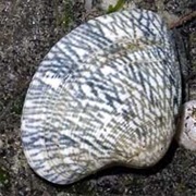 Textile Venus Clam / Carpet Clam