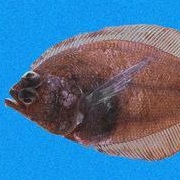 Longfin Sanddab (Aka: Catalina Sanddab)