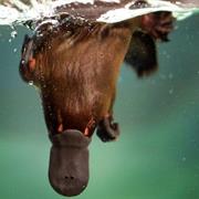 Hillsville Sanctuary Victoria