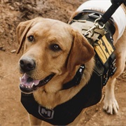 Hawaii Five-0 Sesaon 8 Episode 2 Na La 'Ilio