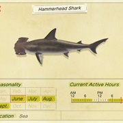 Hammerhead Shark