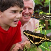 Butterflies - Disney Animals