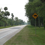 Florida Black Bear Scenic Byway