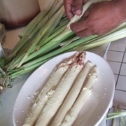 Fiji Asparagus (Saccharum Edule)