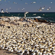 Cape Lambert, South Africa