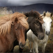 Ride Icelandic Horse