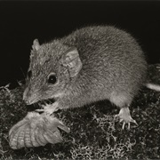 MacLeay's Marsupial Mouse
