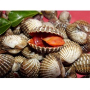 Blood Cockle / Granular Ark