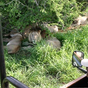 Hlane Royal National Park