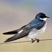 White-Rumped Swallow (Tachycineta Leucorrhoa)