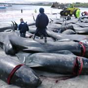 Pilot Whales