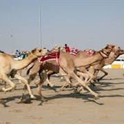 See a Camel Race