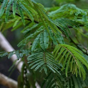 Cha-Om (Senegalia Pennata)