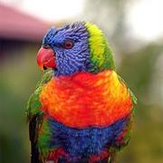 Cordalba National Park (QLD)