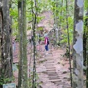 Millet Bird Sanctuary, St Lucia