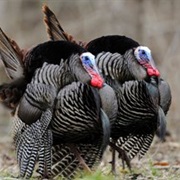 Wild Turkey