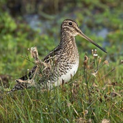 South American Snipe (Gallinago Paraguaiae)