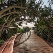 Walk the Boomslang Treetop Walkway, South Africa