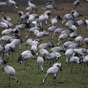 Rugen Island, Germany