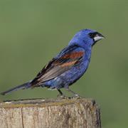 Blue Grosbeak
