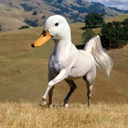 Horse/ Duck
