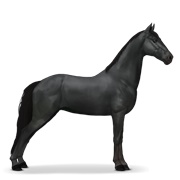 Tennessee Walker - Black