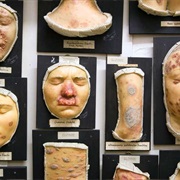 Museum of Anatomy