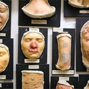 Museum of Anatomy