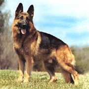 German Shepherd