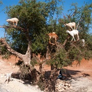 Watch Goats Climbing Argan Trees to Eat the Fruit in Morocco
