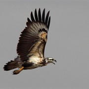 Chaco Eagle