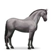 Purebred Spanish Horse - Mouse Gray