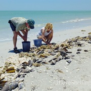 Shell Collecting