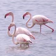 Messolongi Wetlands, Greece