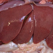 Otter Liver