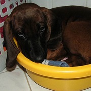 Bavarian Mountain Hound