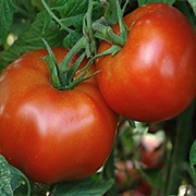 Rutgers Tomato