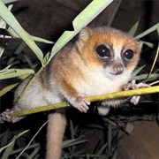 Marohita Mouse Lemur