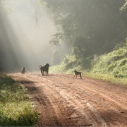 Kibale National Park, Uganda