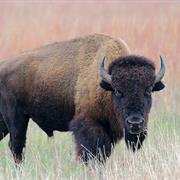 American Bison