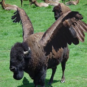 Winged Buffalo