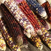 Indian Corn