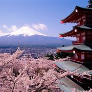Japan&#39;S Cherry Blossoms